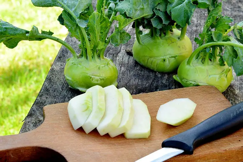 Silber Platz Öl kohlrabi schale essbar Operator Ablehnen Mittel