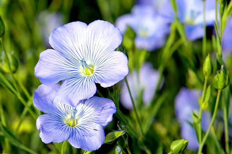 Blüten Leinsaaten Leinöl