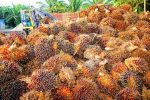 Alternative Palmöl