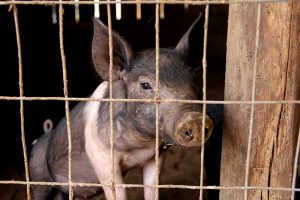 Schweinebauern wollen aufgeben