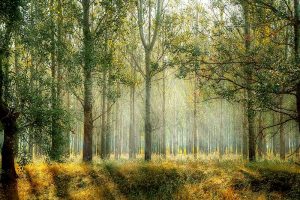 Waldbestand