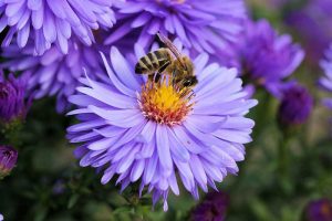 Blühflächen Bienen