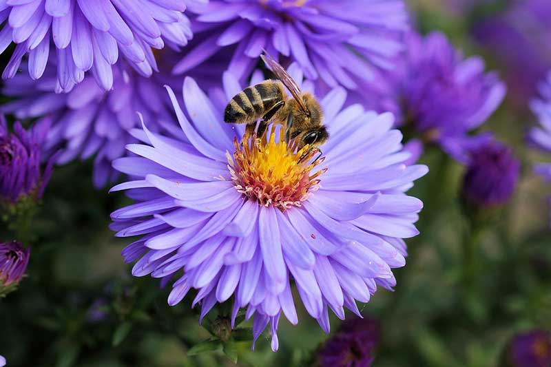 Blühflächen Bienen