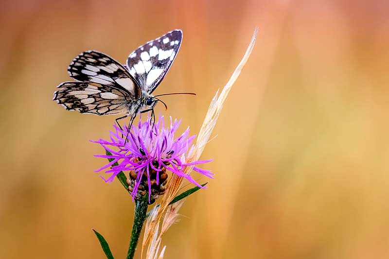 Insektensterben Schmetterling