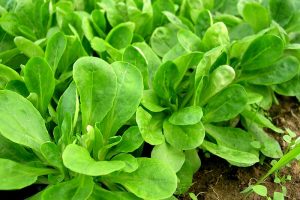 Feldsalat anbauen pflanzen säen ernten