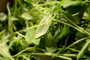 Rucola anbauen säen anpflanzen ernten