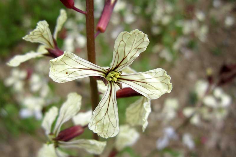 Rucola Blüten