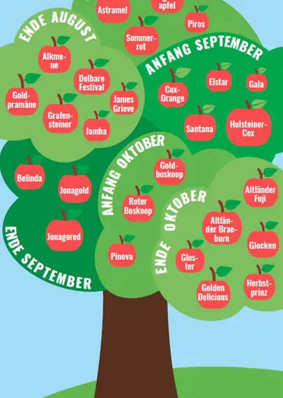 Erntekalender für Äpfel (Infografik)