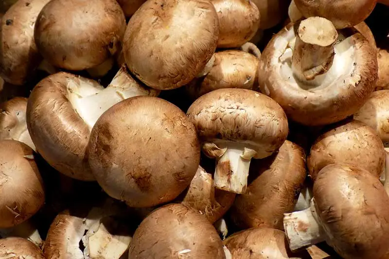 Champignons lagern