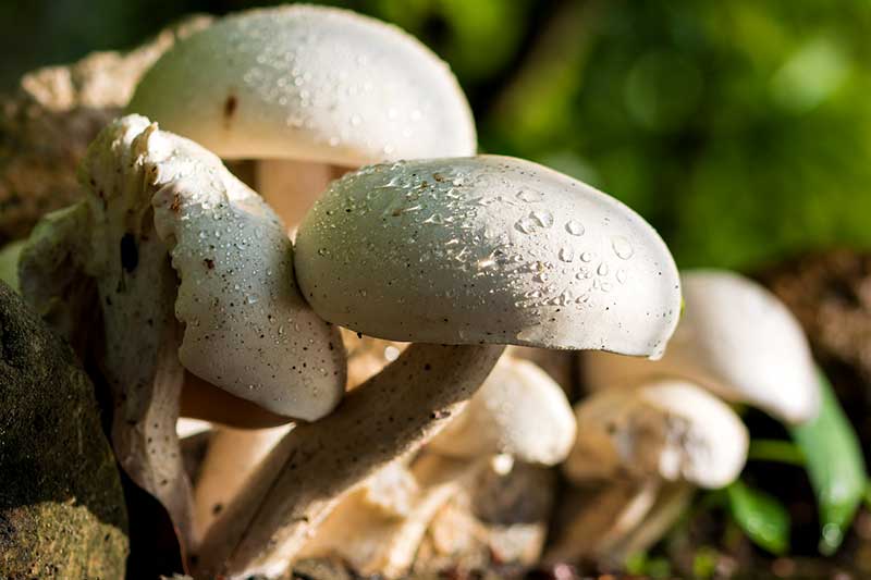 Champignons züchten ernten lagern