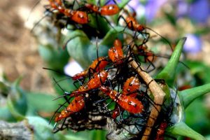 Schädlinge fressen Ernte