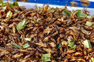 Studie Teure Insekten schmecken besser