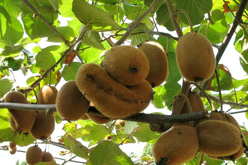 Kiwi Pflanzen im Garten