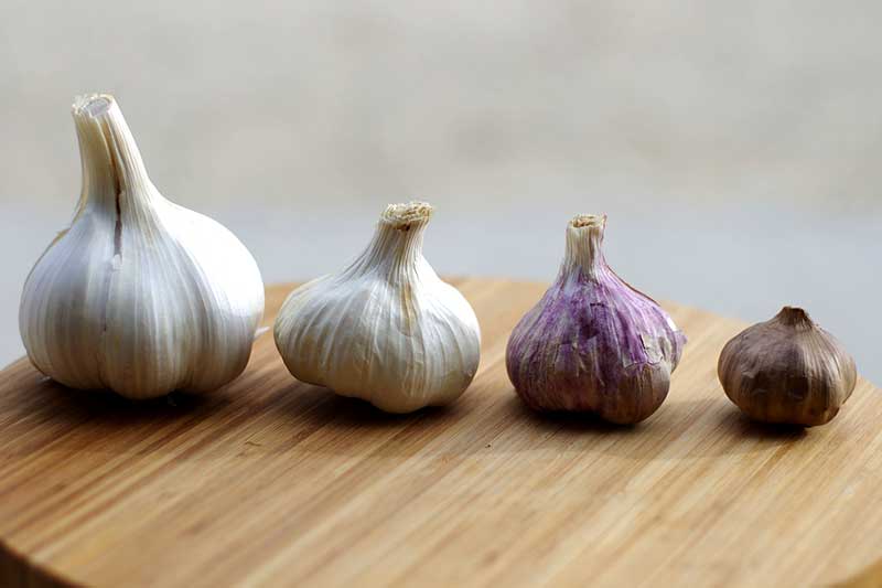 Knoblauch Sorte anbauen