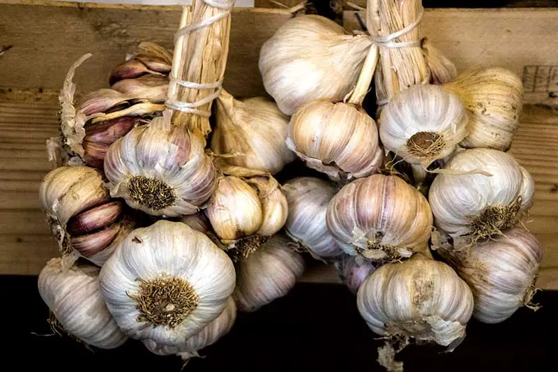 Knoblauch ernten trocknen