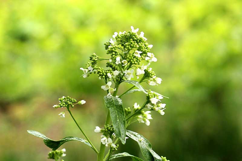 Meerrettich Blüte