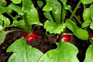 Radieschen anbauen säen pflegen ernten