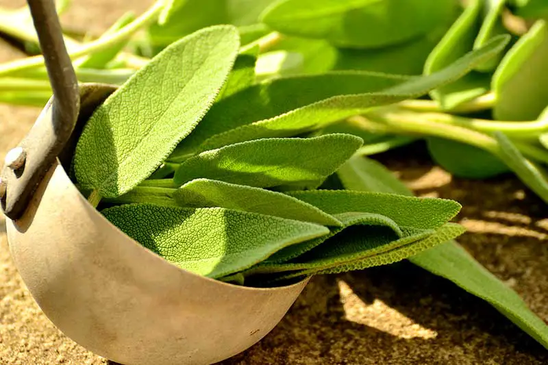 Salbei gesund garten