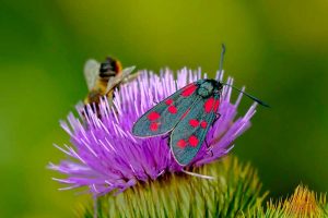 Insektenbestände gehen zurück