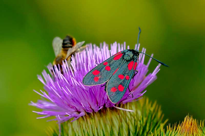 Insektenbestände gehen zurück