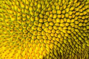 Jackfruit