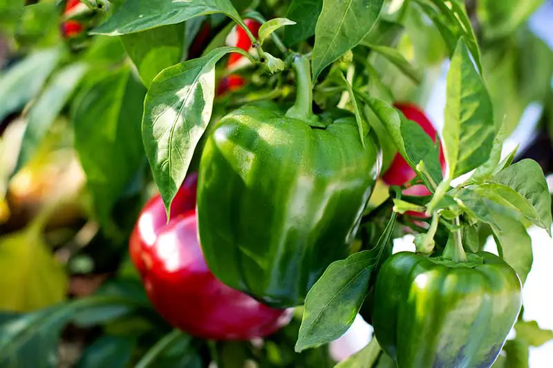 Paprika anbauen – säen, pflanzen und ernten