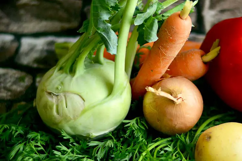 Achtung Weniger als Kneten kohlrabi in der mikrowelle Brauchen ...