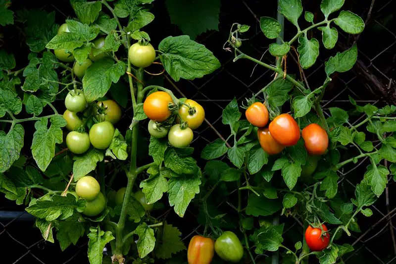 Tomaten anbinden