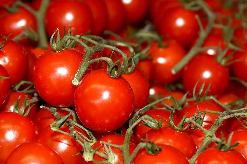 Tomatensorten Supermarkt