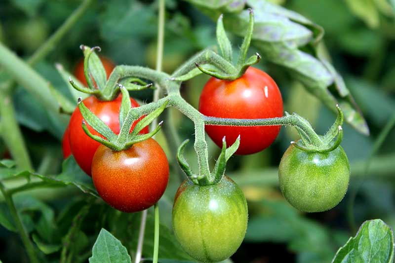 Tomaten anbauen