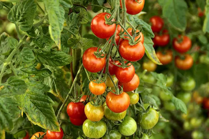 Tomaten ernten