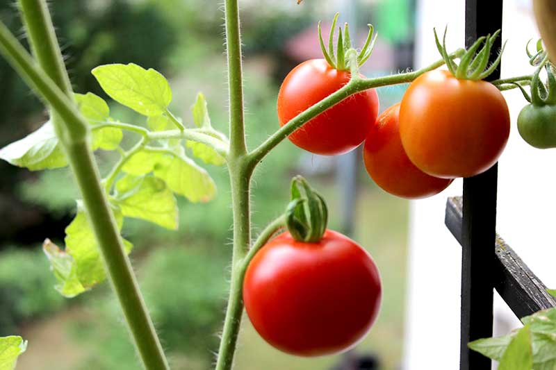 Tomaten im Topf pflegen