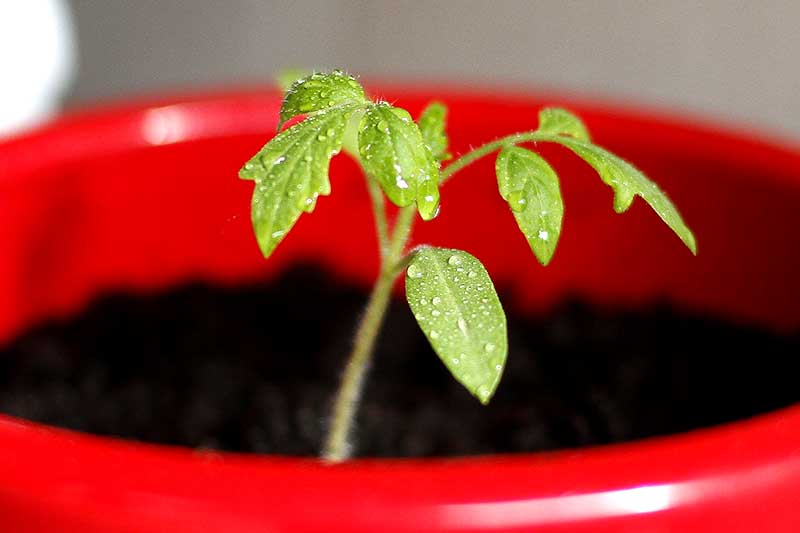 Tomaten im Topf vorziehen