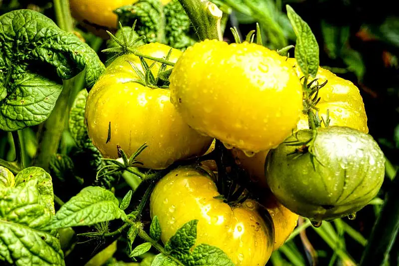 Tomaten nachreifen lassen