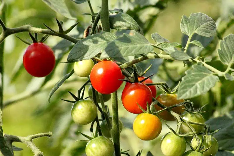 Tomaten im Garten