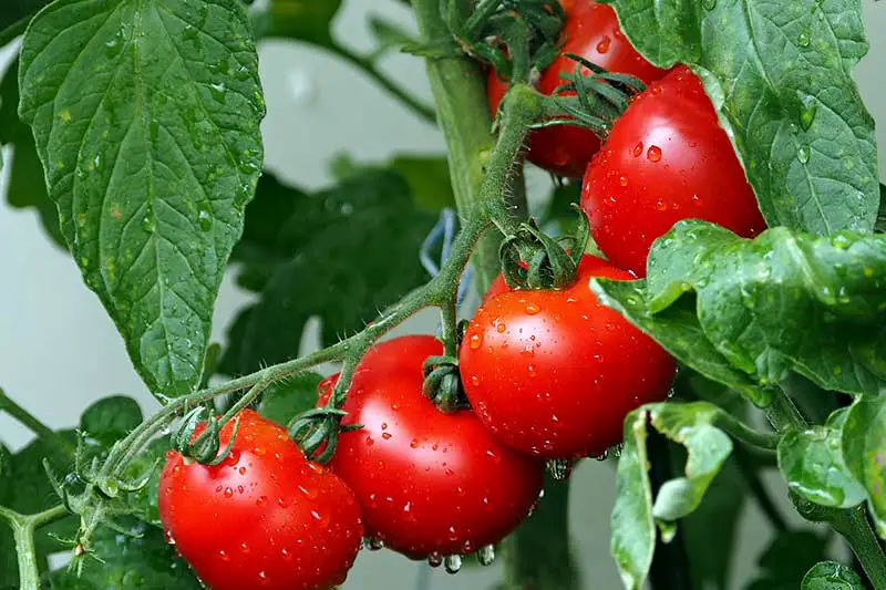 Tomaten im Topf pflanzen