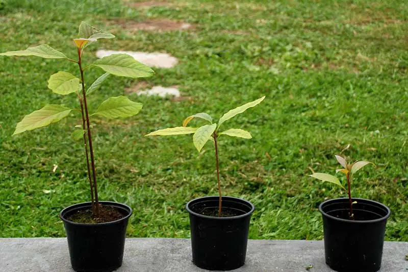 Avocados selber ziehen