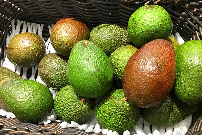 Avocados ernten