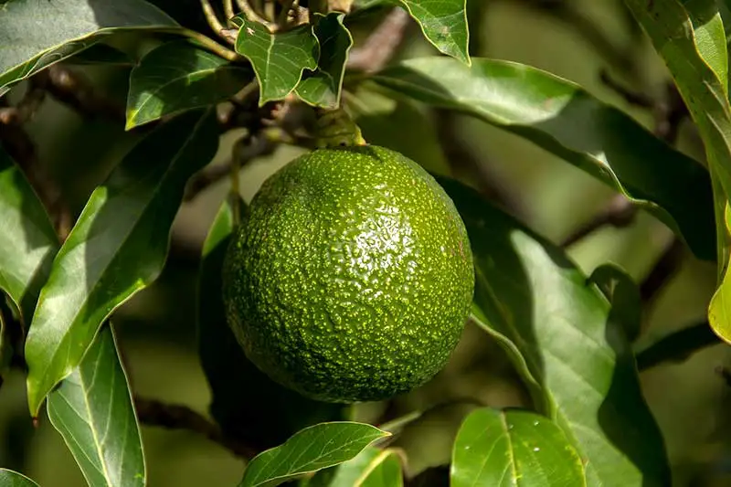 Avocado baum schneiden