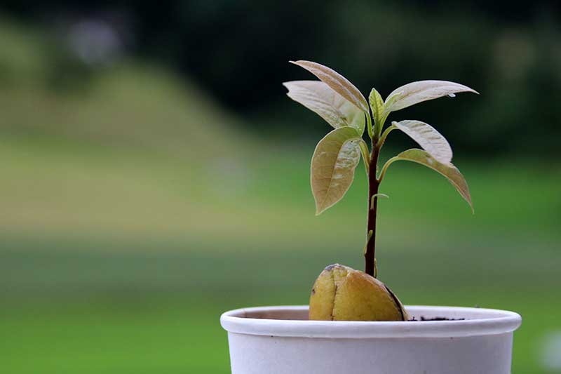 Avocado selber ziehen