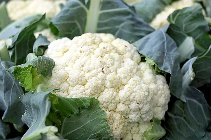 Blumenkohl anbauen säen pflanzen ernten