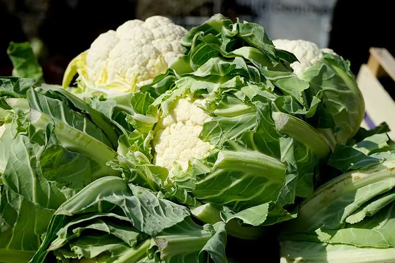 Blumenkohl lagern