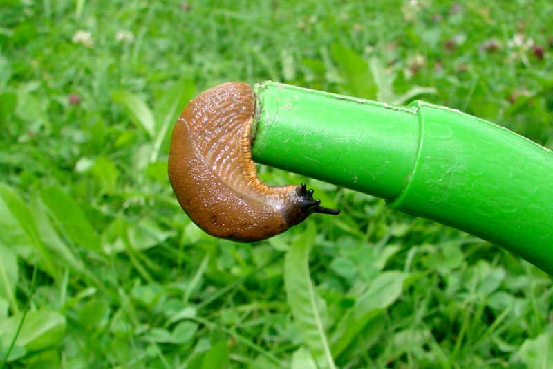 Mittel gegen Schnecken