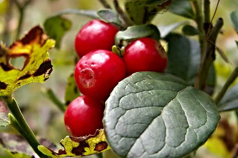 Cranberry Anbau pflanzen ernten lagern