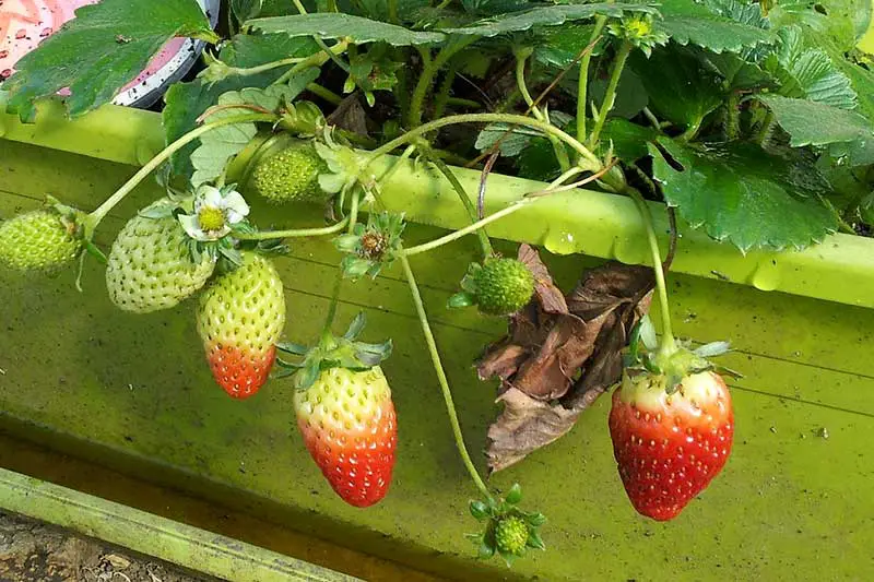 Erdbeeren im Topf