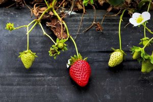 Erdbeeren auf dem Balkon