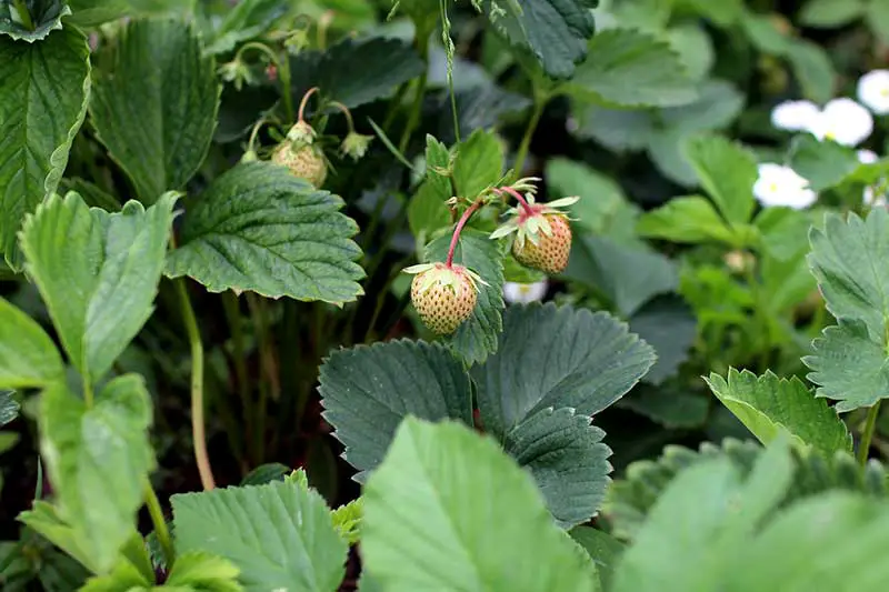 Ernten Säen Pflanzen im Juni