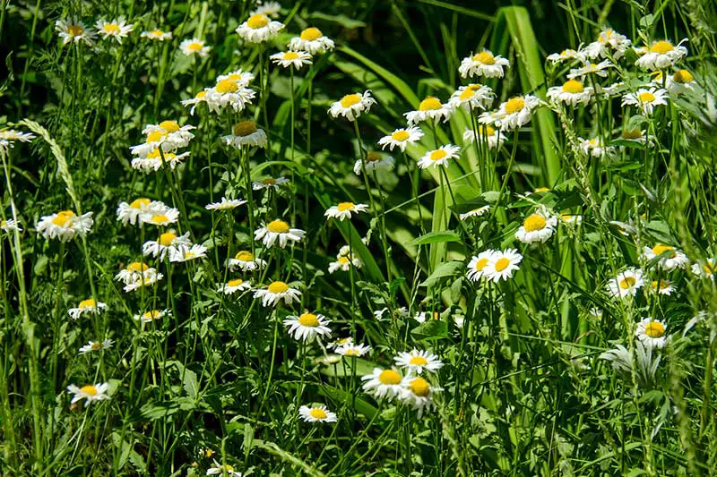 Gartentipps Gartenpflege Juni