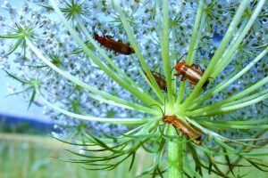 NABU Insektensommer