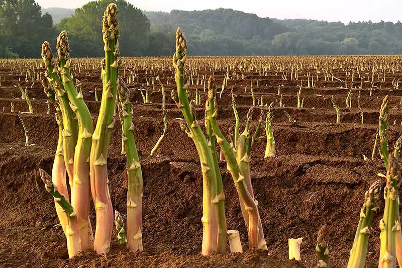 Grüner Spargel Anbau